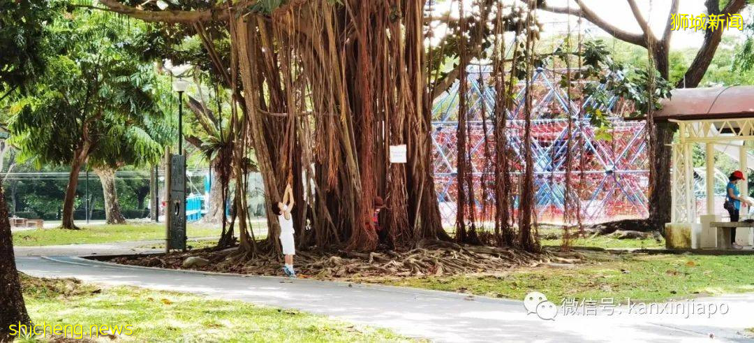 新加坡小众遛娃好去处,吃喝玩乐一应俱有