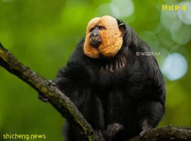 新加坡最全旅游攻略