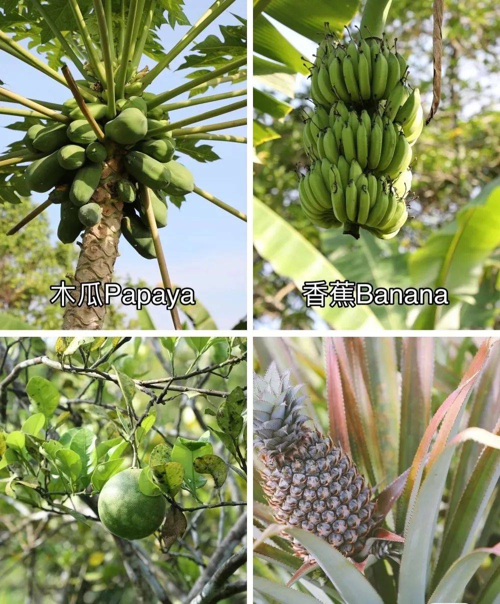 新加坡有機農場牧場？還能和羊咩咩親密接觸