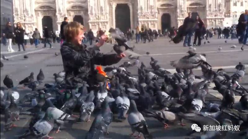 新加坡的鸟患和野猪野猴之患,究竟是谁侵犯了谁的地盘