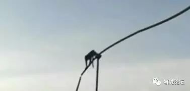 又有泼猴闹狮城，不带这么玩的~~~~~