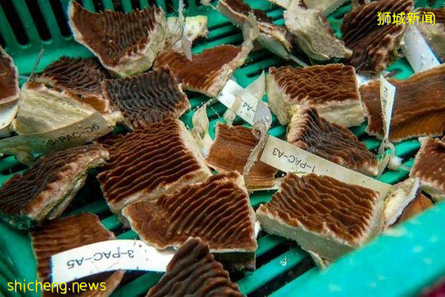 用樂高積木重建珊瑚礁，新加坡科學家的複興珊瑚計劃能成真嗎