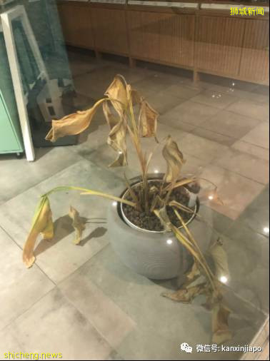 新加坡安全距離大使，巡視烏節路見聞思錄!