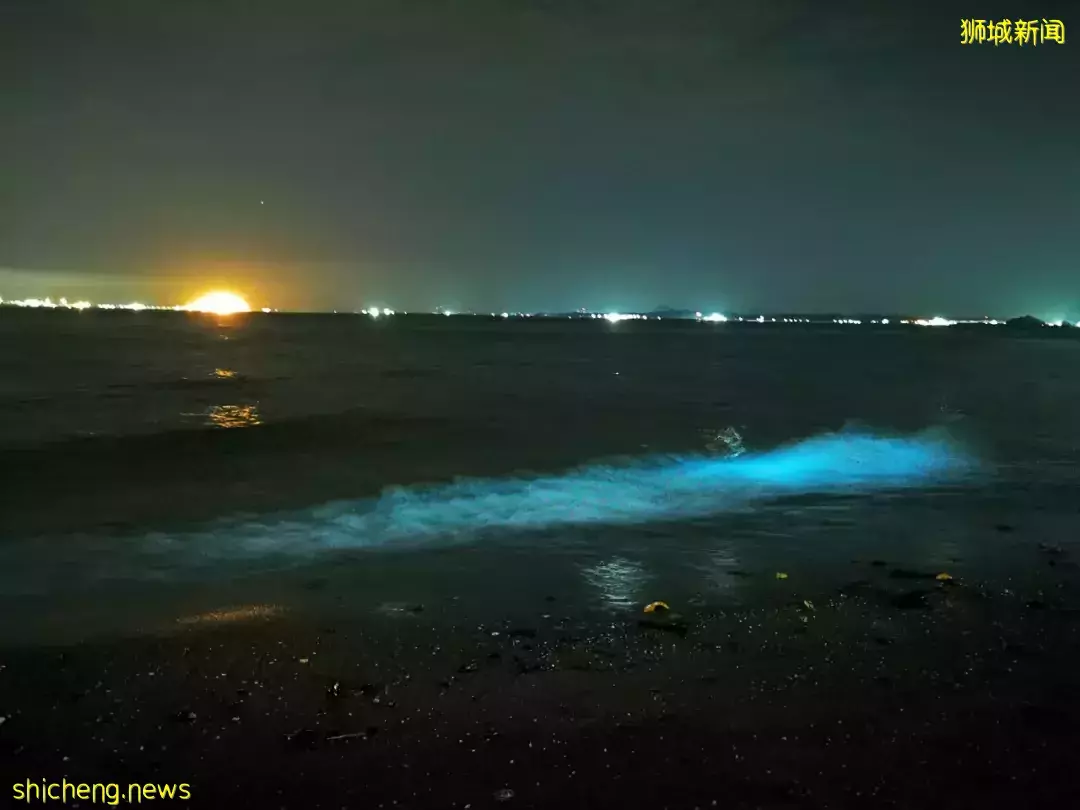 新加坡現“藍色螢光”海浪!這裏擠滿了人,沿路交通擁堵