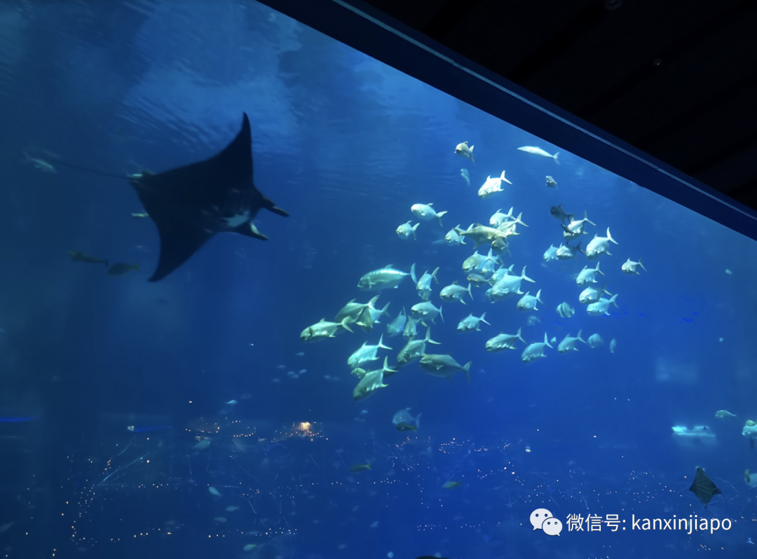 年末假期，教你如何在新加坡找“雪花”、小黄人和圣诞老公公！