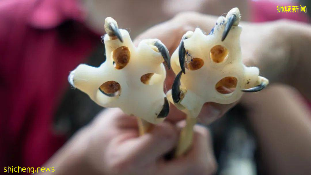 NUS研发3D打印鞋治疗鸟类足部疾病