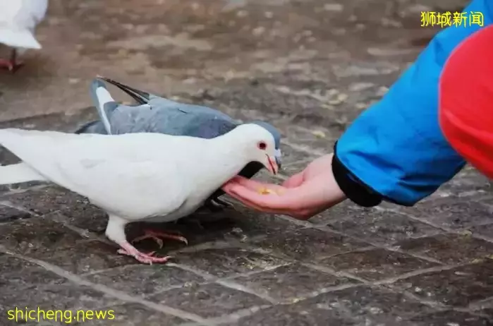 蹭Wi Fi会坐牢？新加坡的奇葩法律，一不小心就让你中招