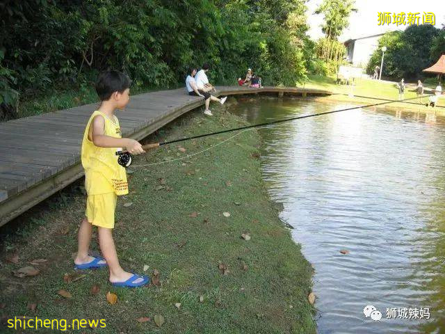 新加坡超火徒步路线!树梢吊桥、水映花树、长尾猴、松鼠、巨蜥,太美了