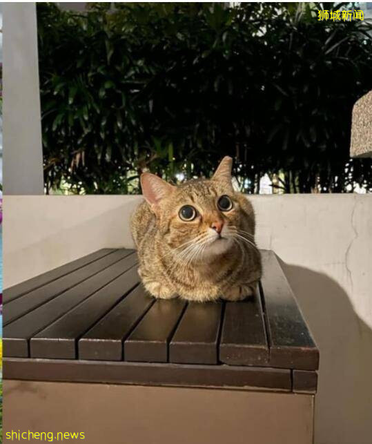 新加坡一群流浪狗虐死流浪猫,网友伤心感叹:自然本能,它们都没有错