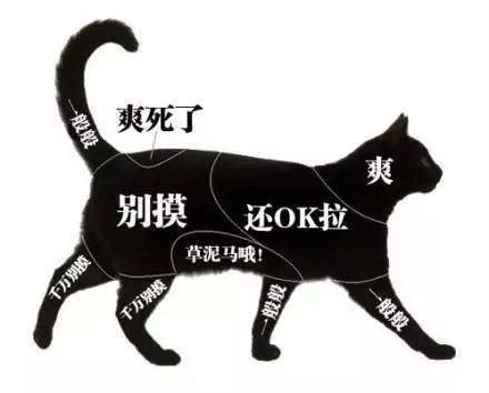 小坡島留學 NUS 校園撸貓攻略