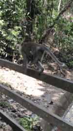 榴梿、野豬、猴子、各種魚蟹……體驗“新加坡最後的農村”