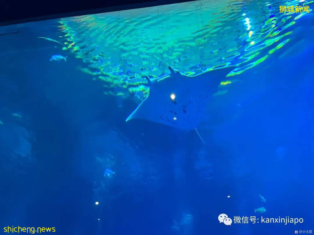亞洲最大的海洋館,原來在新加坡