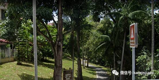 被野猪攻击血流不止，惊动了部长，新加坡的公园还安全吗