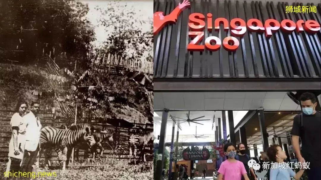 愛因斯坦竟到訪過新加坡的首個動物園,還贊說“好棒”