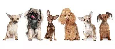 新加坡丨要想養寵物,需要怎麽做!