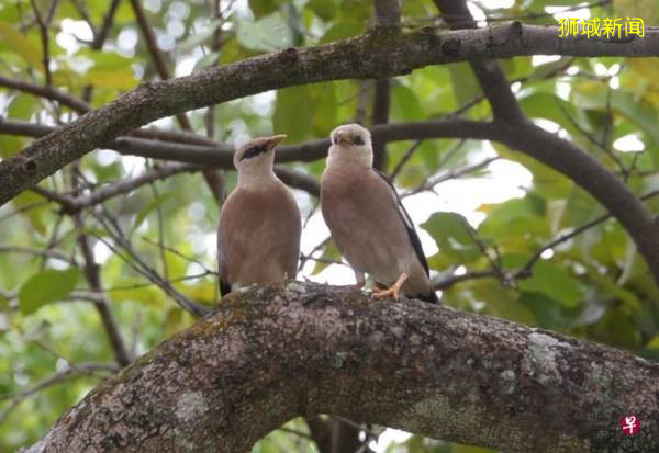 罕见红嘴椋鸟筑巢 摄影发烧友 烈阳下守候“咔嚓”