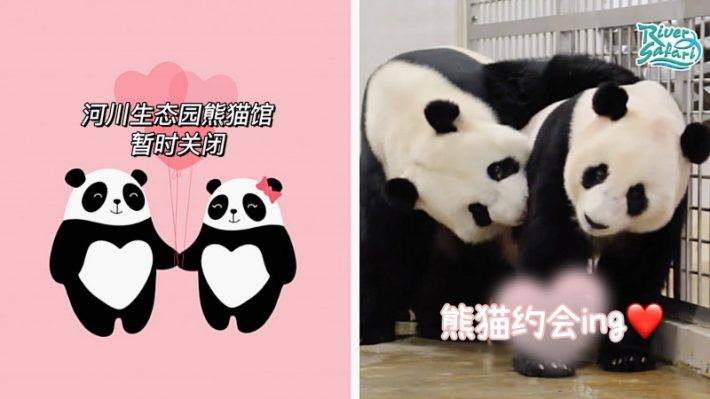 River Safari熊貓館🐼4月21日～26日期間暫時停止開放，原因竟然是熊貓要約會啦