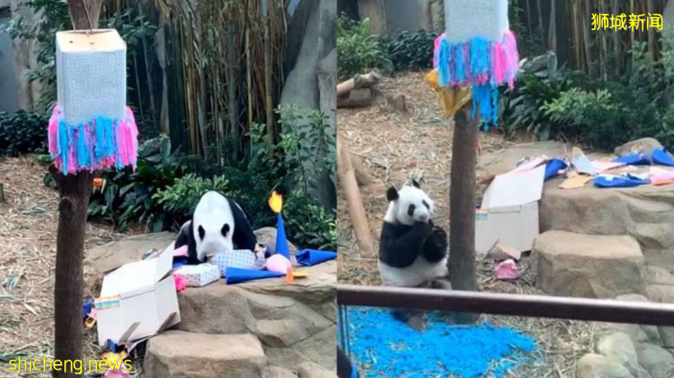 新加坡熊貓寶寶性別揭曉！公衆可參與取名 .