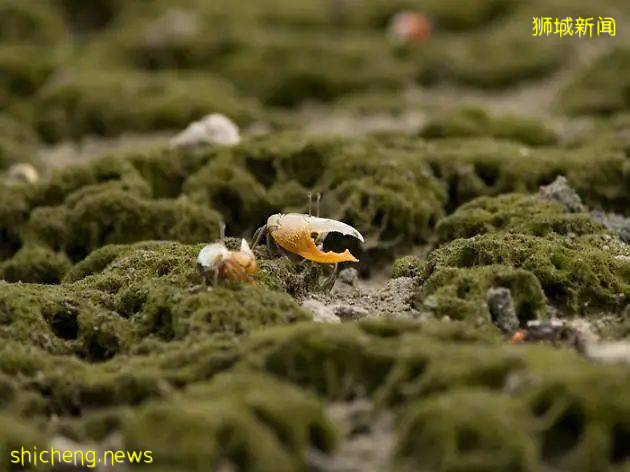 新加坡周边12个海岛推荐！无需签证，说走就走