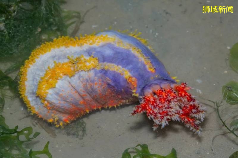 收藏好退潮时间,去樟宜海滩寻找多彩的海星和海参