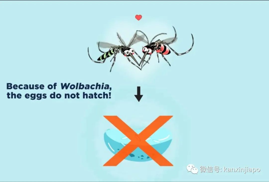 今增XXX 累计YYY | 祸不单行！新加坡爆发史上最严重骨痛热症，死亡人数攀至16人