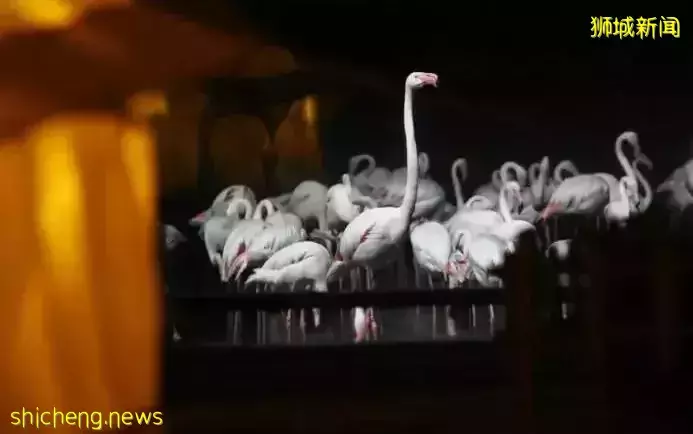 小朋友超爱！裕廊飞禽公园露营！和火烈鸟一起度过美好夜晚