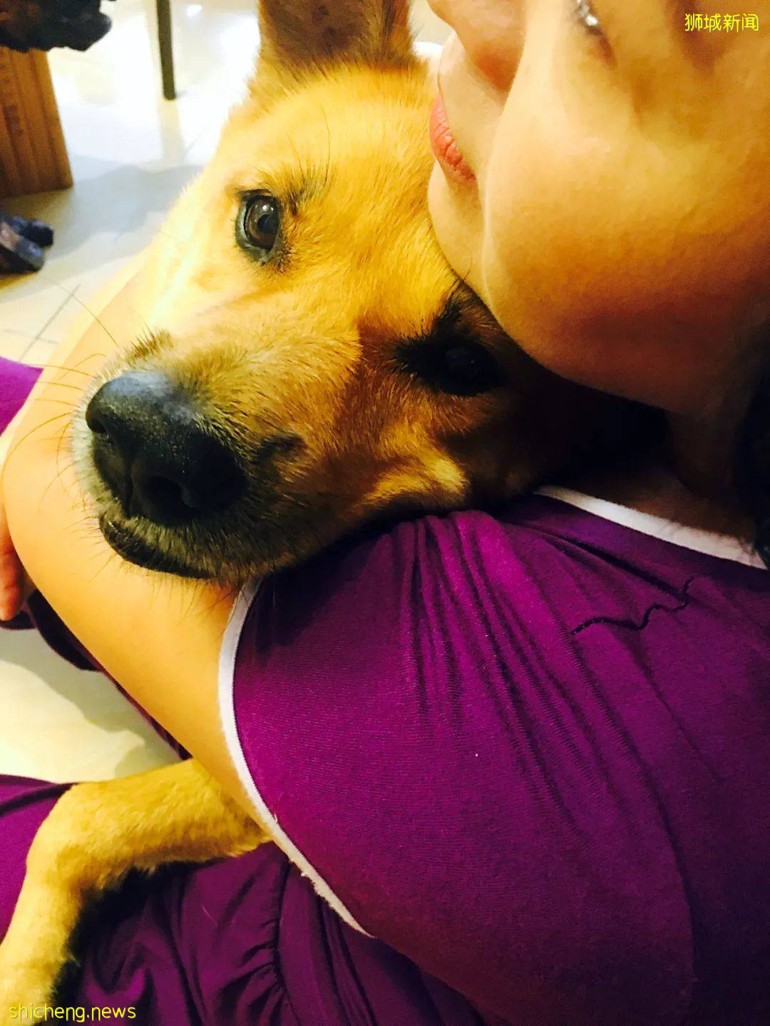 “我最亲爱的四喜走了,带走了我在新加坡16年的青春和回忆...”