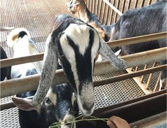 擠羊奶、餵山羊、看打架！我和孩子在新加坡找到了800多只山羊