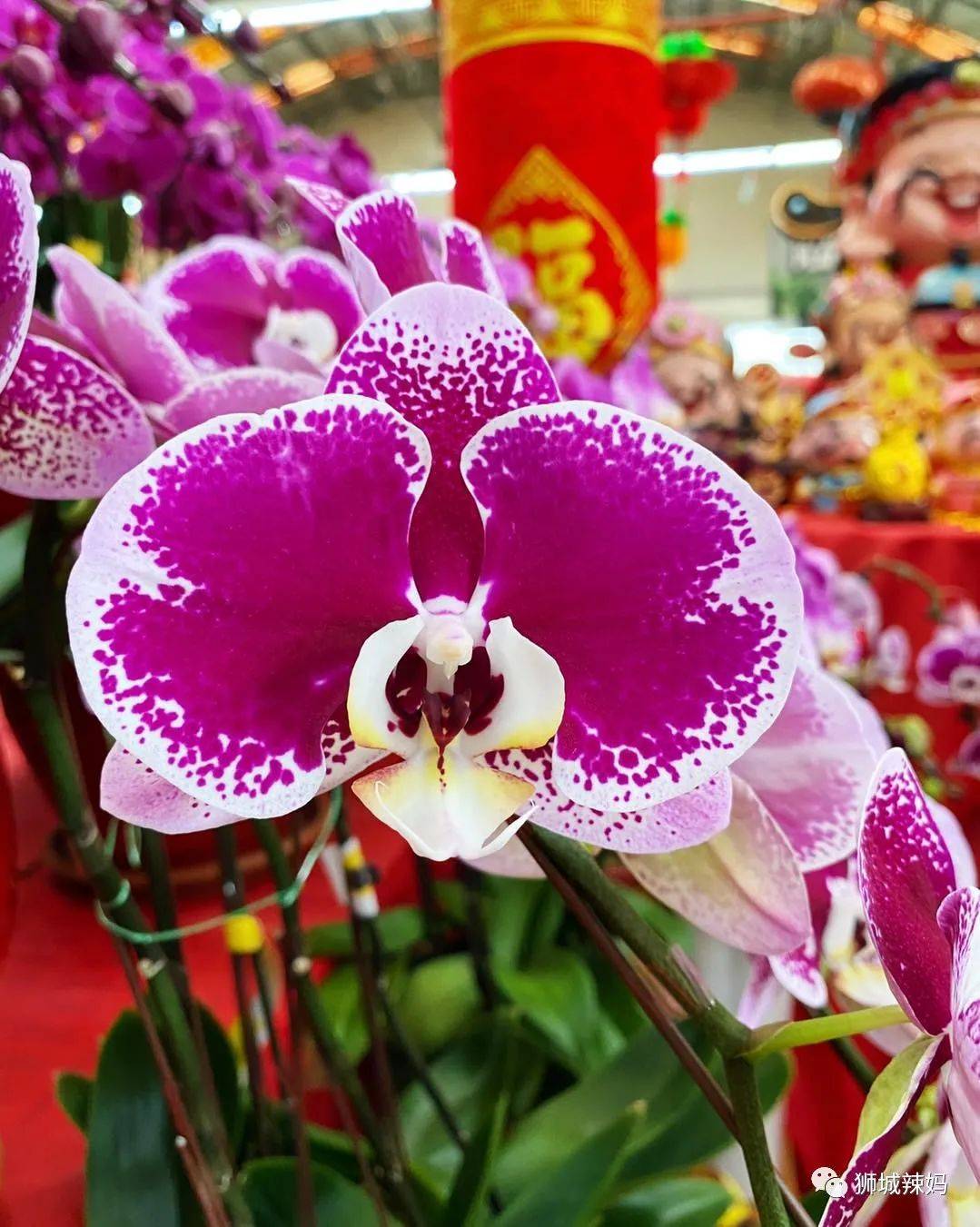 新加坡最大最好逛的花市,1000+花卉,新年必入好运连连