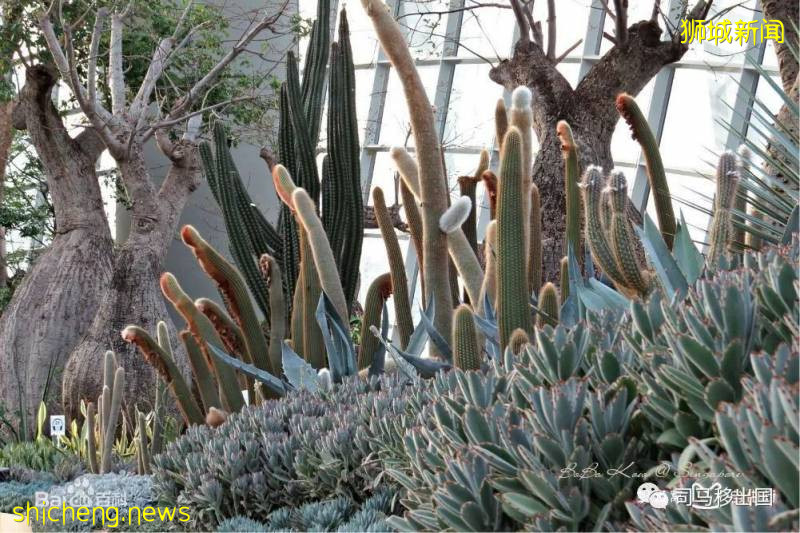 新加坡“花園中的城市”，看看這些巨樹參天的新奇景觀!