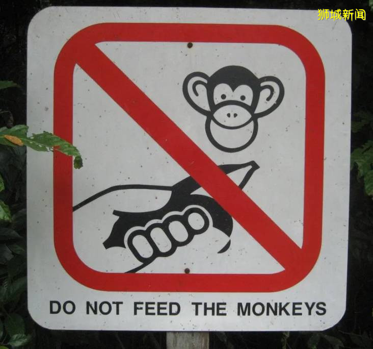 我要报警!新加坡的野猴冲进超市抢面包,惊呆路人