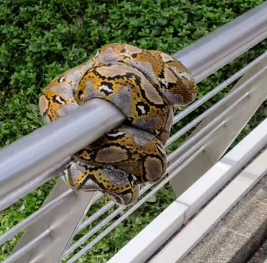 新加坡天气转好，蟒蛇也出来晒太阳了