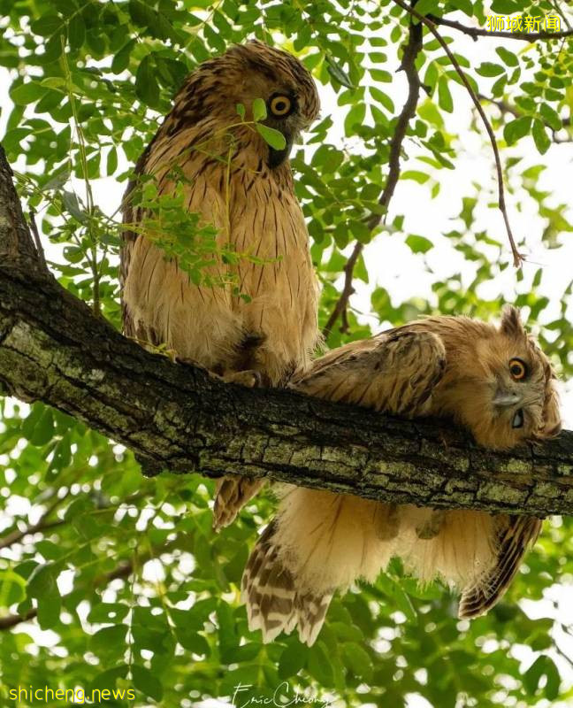 解封後，新加坡有“一對情侶”在馬路上沒戴口罩，公然擁抱!