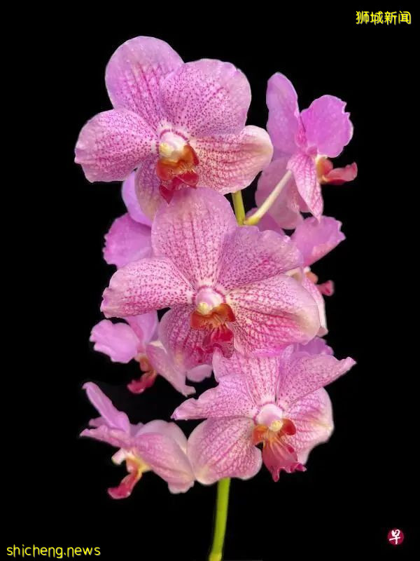 以卡马拉·哈里斯命名的胡姬花亮相