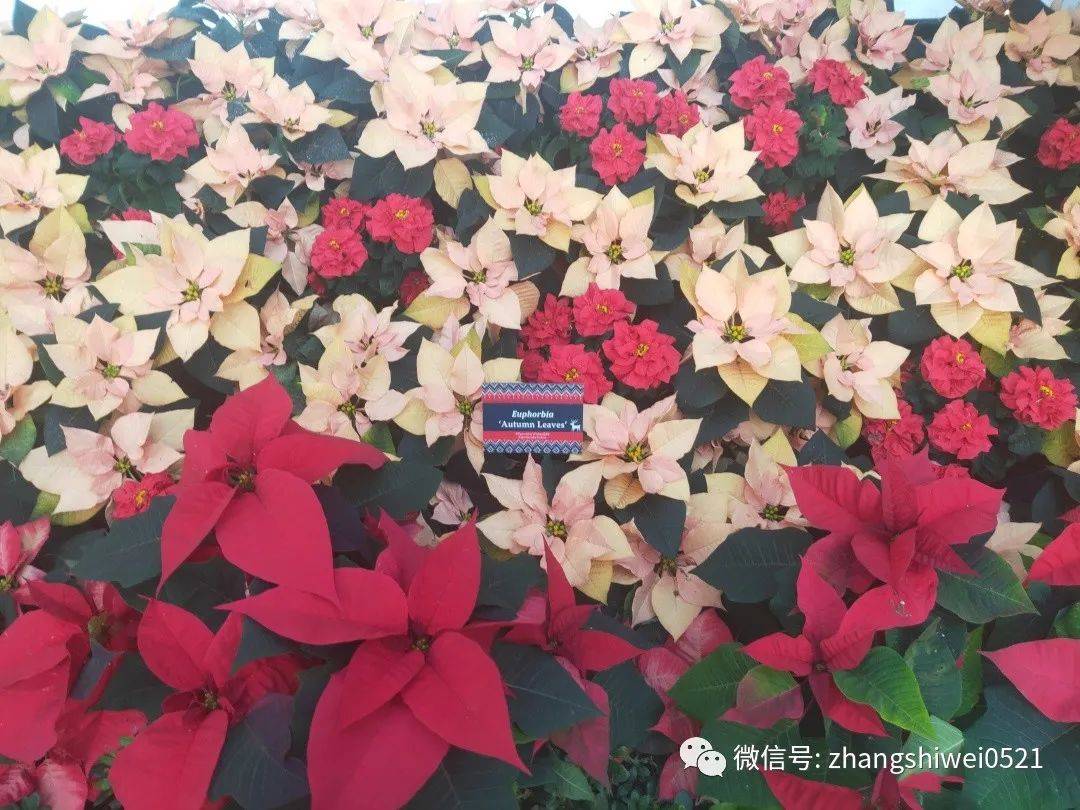 新加坡遊記系列 常規又不常規的獅城遊覽