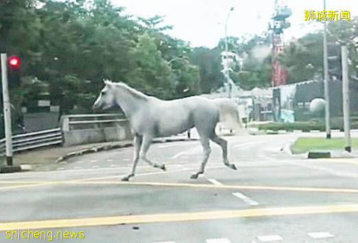 又“狂”又“野”的新加坡奇景!天氣多變,生態豐富!