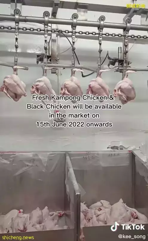 禁令解除!今天,新加坡又有鲜鸡肉了,猫山王榴梿也低至5新币