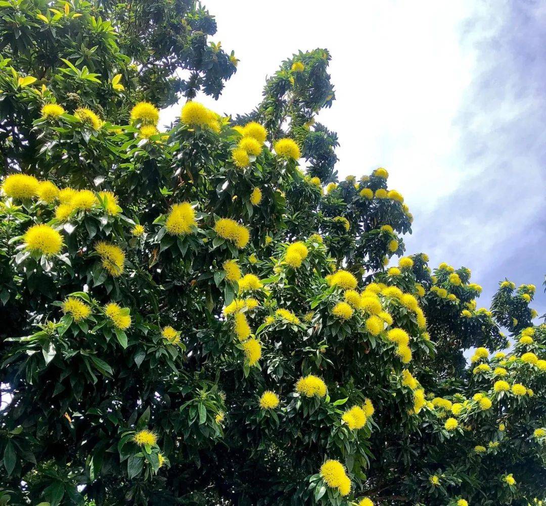 快看!新加坡到处都开花了,一大波美图刷屏