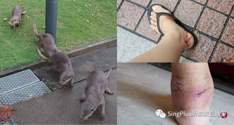 新加坡的野生动物也太不好惹了吧