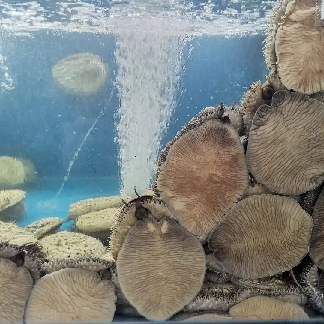 八鲜汇集,鲜闹新春 新加坡精选海鲜大优惠