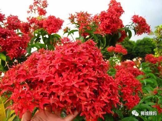 帶上鏟子、放大鏡和昆蟲觀察盒,和小夥伴一起來新加坡的森林探險吧