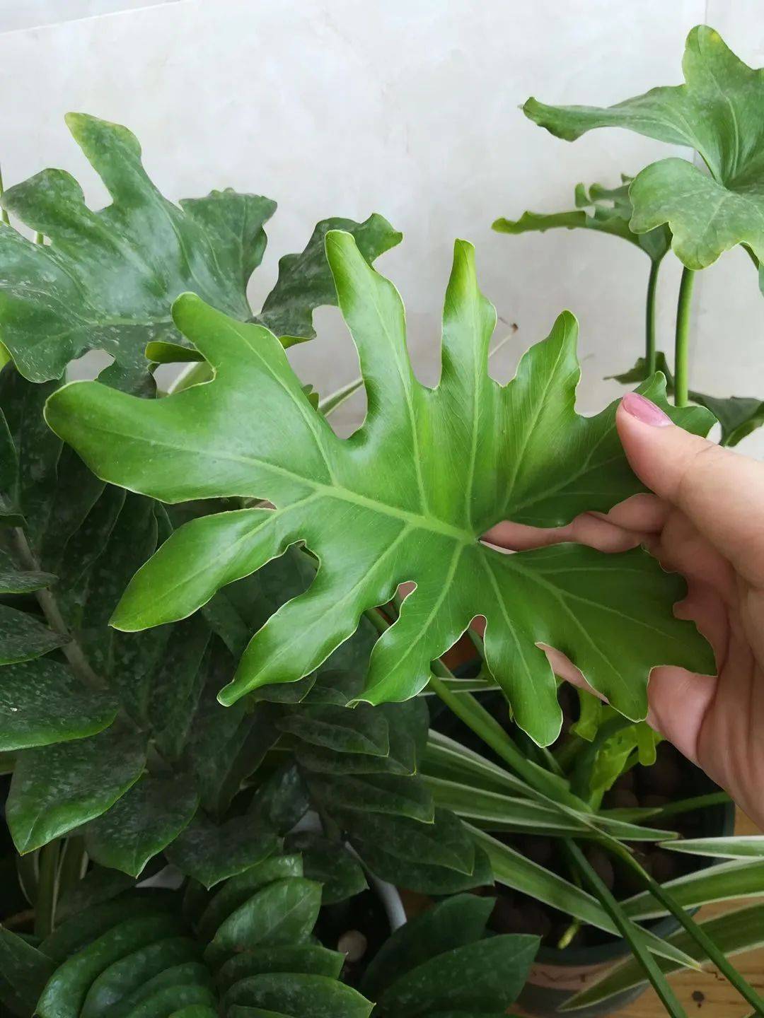 在新加坡哪裏買綠植最合適？走起來