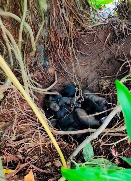 这只流浪狗母亲在等著9只狗宝宝,请大家将它送回到母亲身边吧