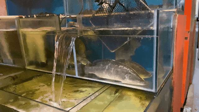 狮城夜宵新根据地!在Boat Quay河畔享受每日鲜捞烤鱼,实现小龙虾自由