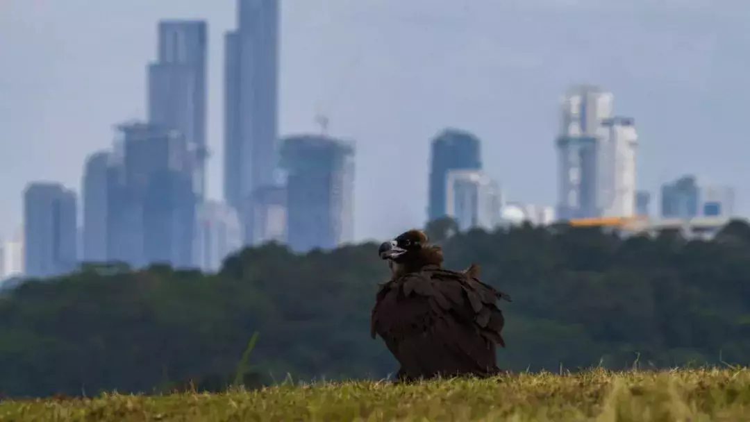 首飞飞不起,二飞仅飞50米,三飞被乌鸦群起攻击……秃鹫不怕,突破困难回家了