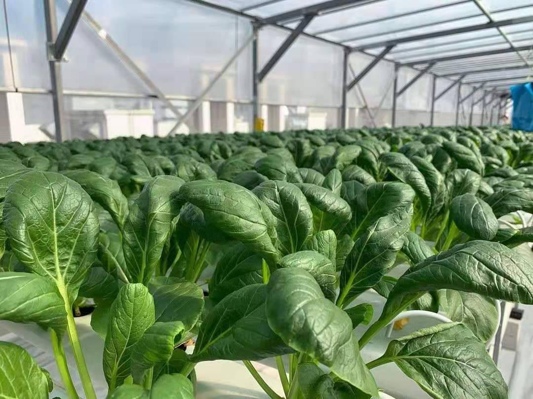 新加坡本地农场直供!想要吃到新鲜农产品看这里