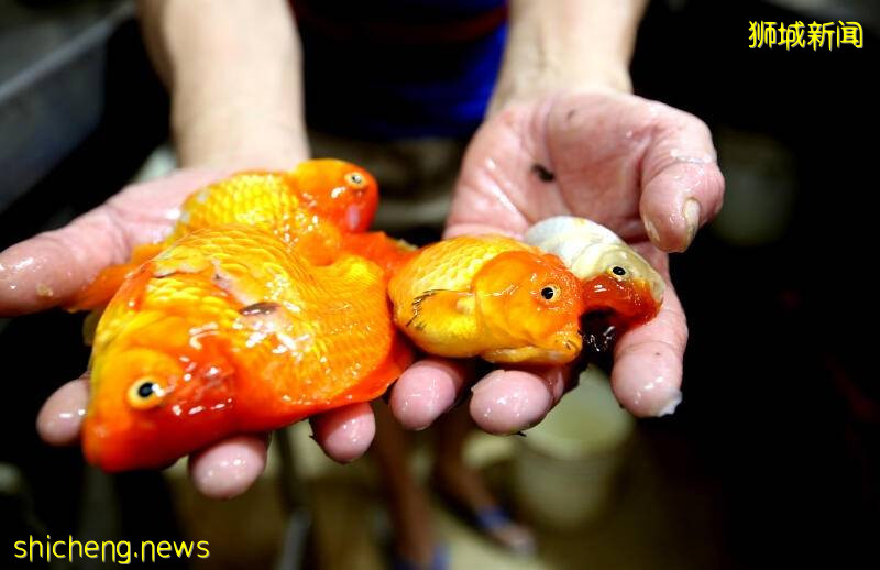 82歲老漢　爲條香蕉持刀追攤販