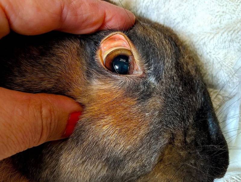 新加坡这种宠物身上，爆发比冠状更严重的病毒