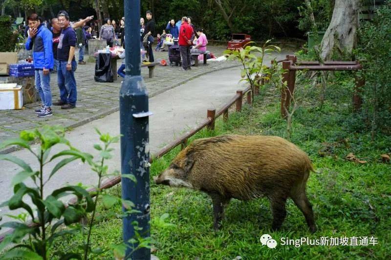 新加坡的野生动物也太不好惹了吧