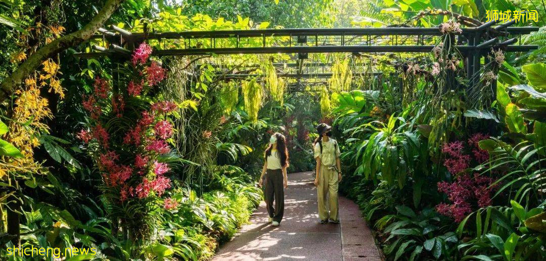 手機“一掃”入境新加坡,一起來看看有4500種花卉的全新熱帶花園吧